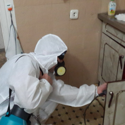 Дезинфекция от муравьев в квартире Солнцево метро Москвы